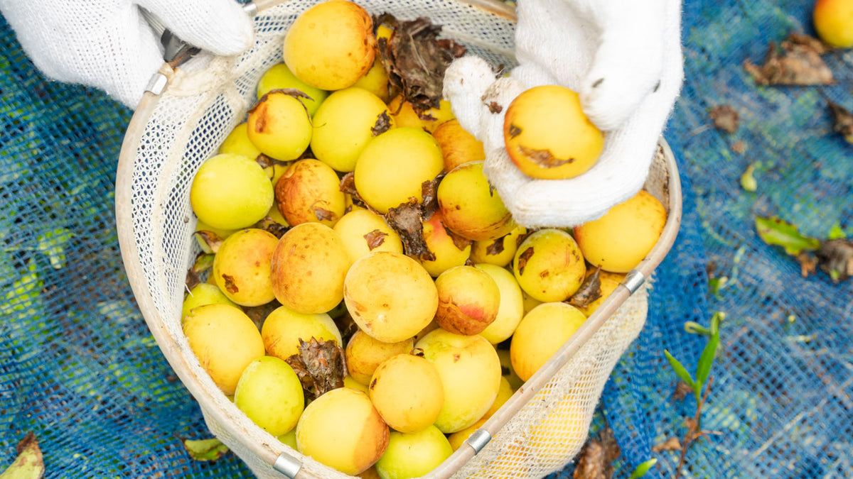 UMEBOSHIPLOMMON – HUR PRODUCERAS DE?